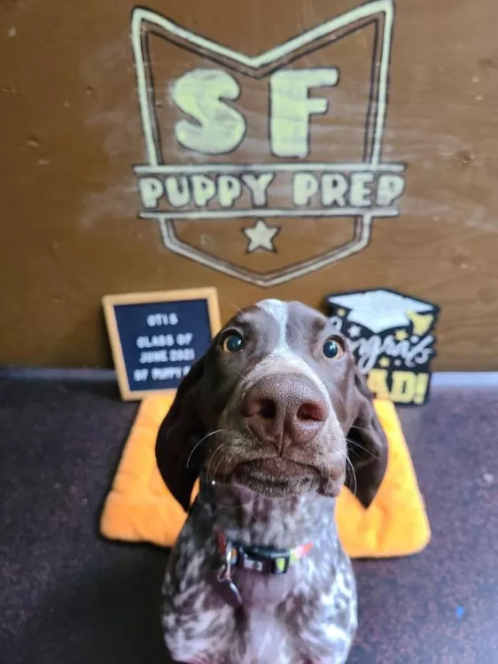 SF Puppy Prep, California, San Francisco